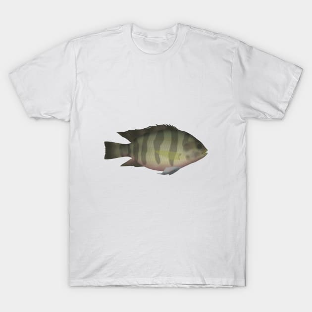 Redbelly Tilapia T-Shirt by FishFolkArt